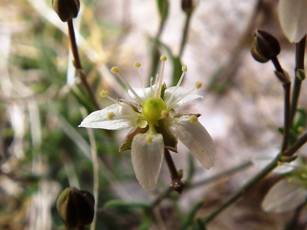 Moehringia glaucovirens / Moehringia verde-glauca